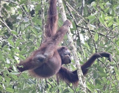 Pongo pygmaeus
