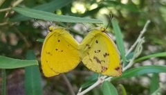 Pyrisitia dina