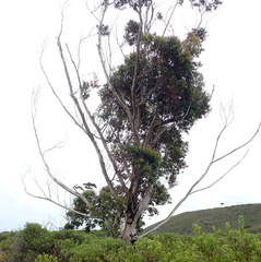 Corymbia ficifolia