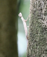 Bronchocela cristatella