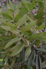 Protea