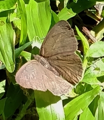 Hermeuptychia hermes
