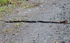 Coelognathus flavolineatus