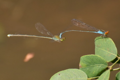 Pseudagrion rubriceps