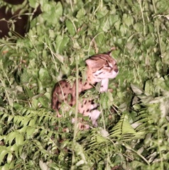 Prionailurus javanensis sumatranus