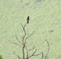 Centropus bengalensis