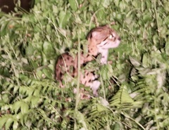 Prionailurus javanensis sumatranus