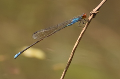 Pseudagrion rubriceps