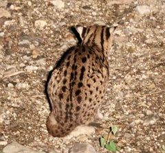 Prionailurus javanensis sumatranus