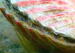 Aequipecten tehuelchus