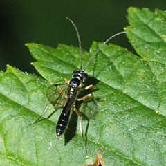 Acrotomus succinctus