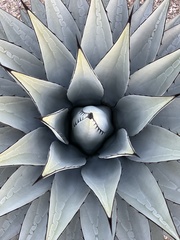 Agave parryi