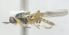 Actina viridis
