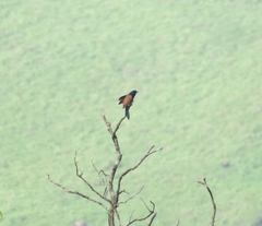 Centropus bengalensis