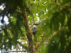 Andigena nigrirostris