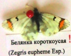 Zegris eupheme