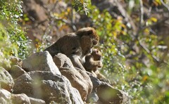 Macaca sylvanus