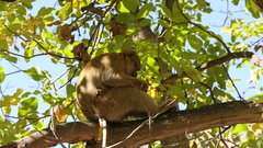 Macaca sylvanus