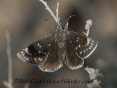 Hesperopsis libya