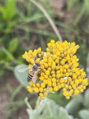 Apis mellifera scutellata