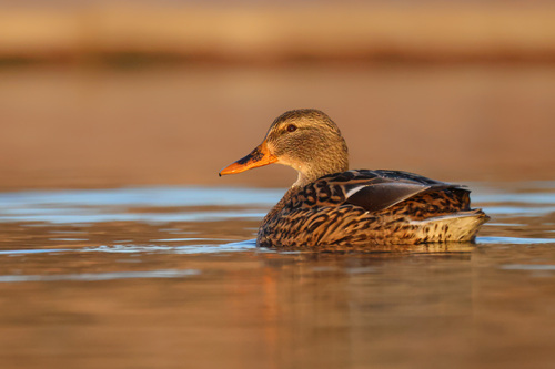 Mallard photographed in Maryland