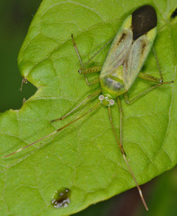Adelphocoris