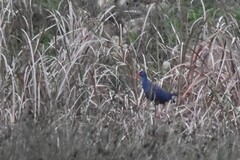 Porphyrio porphyrio