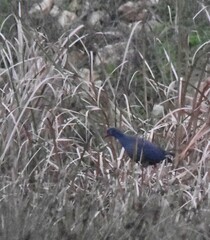 Porphyrio porphyrio
