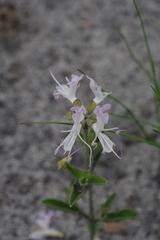 Ocimum