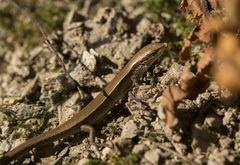 Ablepharus himalayanus