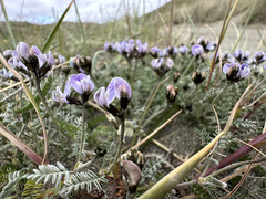 Astragalus palenae