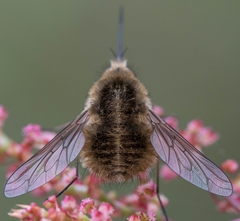Bombylius