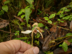 Maxillaria