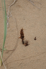 Orobanche coerulescens
