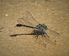 Arigomphus villosipes