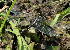 Arigomphus villosipes