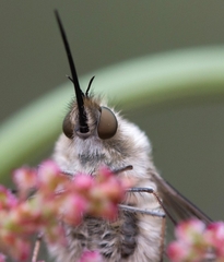Bombylius