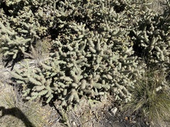 Cylindropuntia prolifera