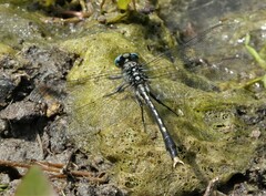 Arigomphus villosipes