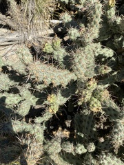 Cylindropuntia prolifera