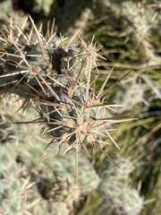 Cylindropuntia prolifera