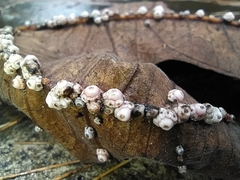 Ceroplastes rusci