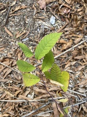 Ulmus alata