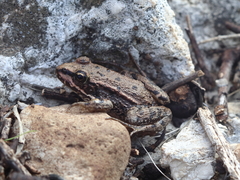 Pelophylax bedriagae