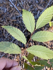 Ulmus alata