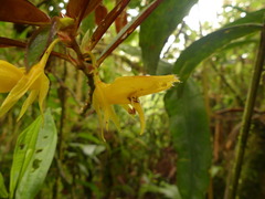 Columnea