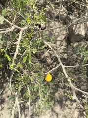 Vachellia macracantha