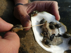 Buccinoidea