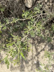 Vachellia macracantha