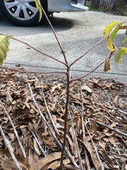 Ulmus alata